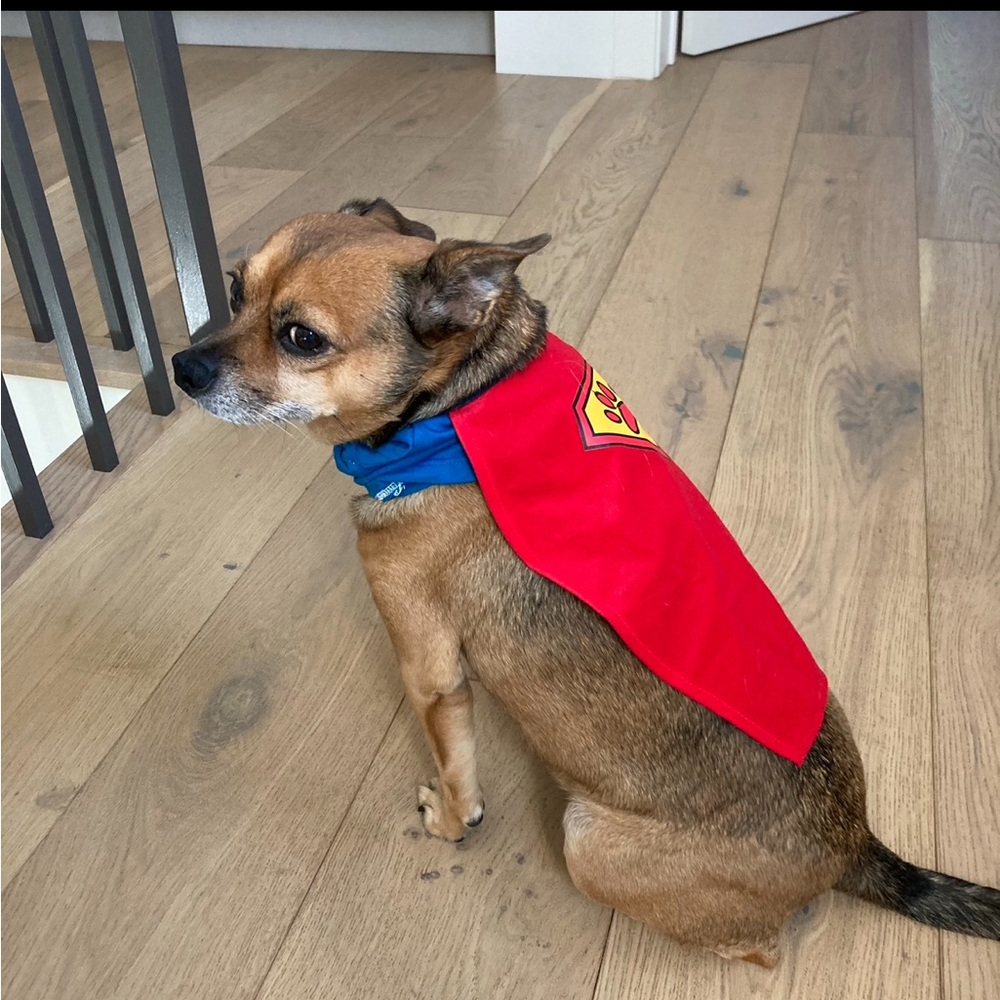 Superdog Dog Costume for Small Dog Halloween